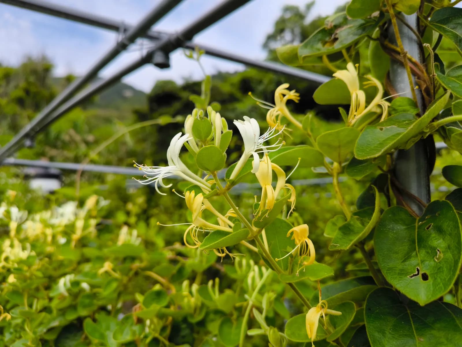 福禮實業社產品情境